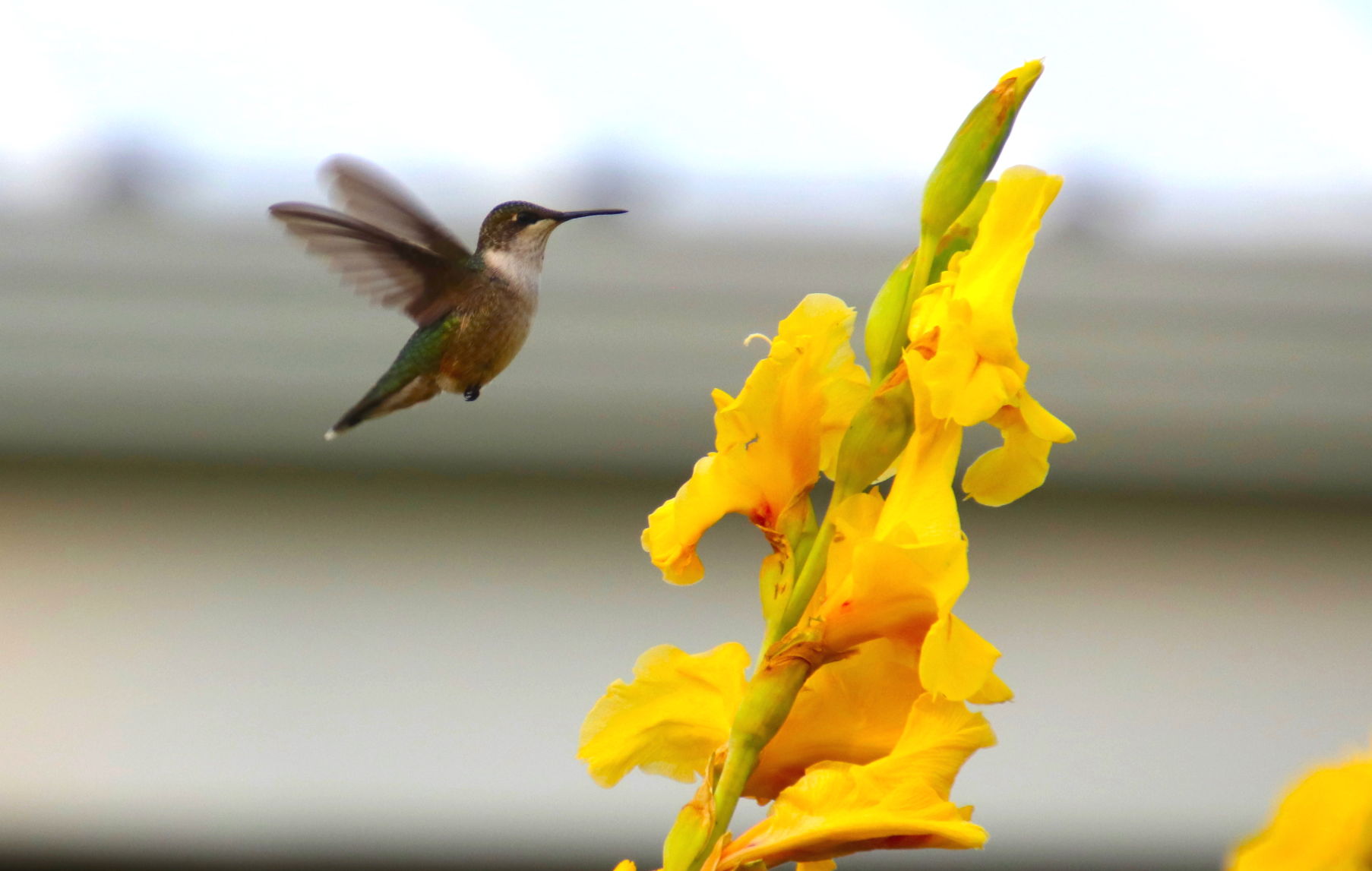 Little Visitor